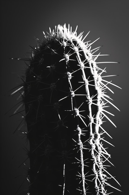 Бесплатное фото Черно-белые пустынные кактусы