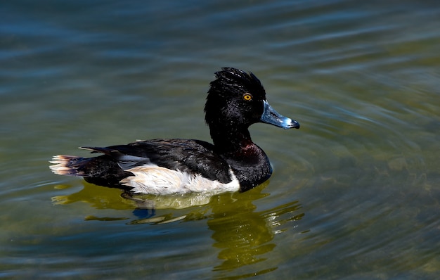 Бесплатное фото Черно-белая кряква плавает в озере днем
