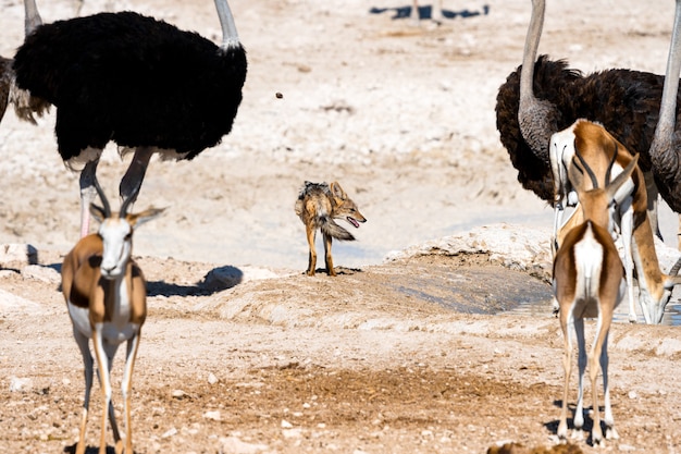 흠뻑 빠지거나, 오 카쿠에 조, 에토 샤 국립 공원, 나미비아에서 먹이를 찾고 블랙 백업 자칼
