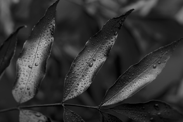 무료 사진 나뭇잎과 초목 질감이 있는 검정색 배경