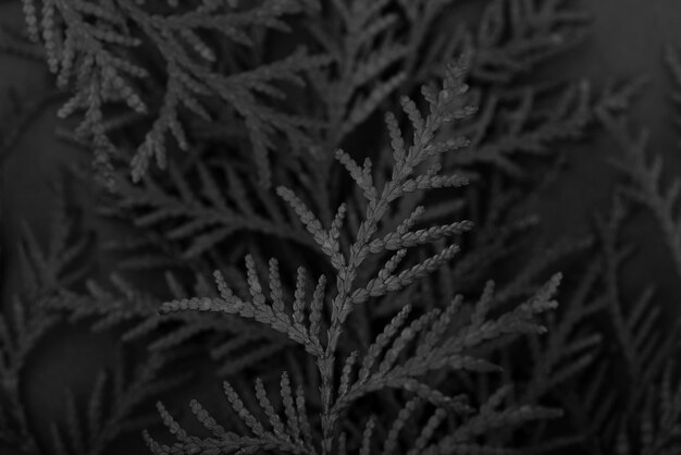 Black background with leaves and vegetation texture