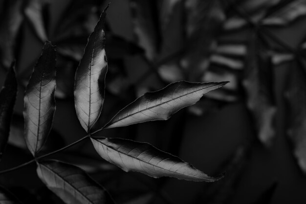 葉と植生のテクスチャーのある黒の背景