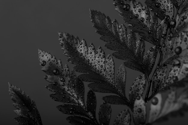 Черный фон с листьями и текстурой растительности