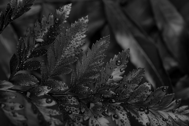 Черный фон с листьями и текстурой растительности