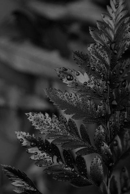 葉と植生のテクスチャーのある黒の背景