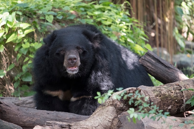 Free photo black bear