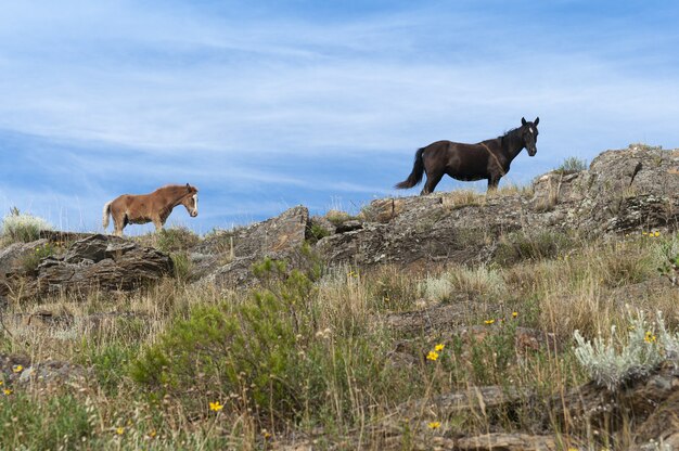 広い草原の岩の上に立っている黒とベージュの馬