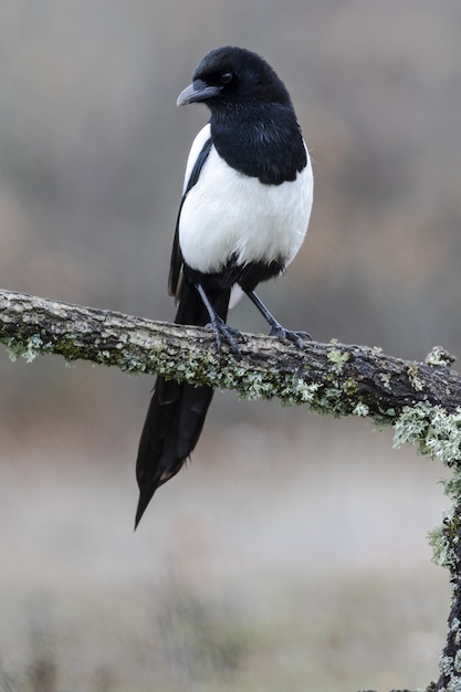 a black-billed magpie resting on a moss-covered branch
