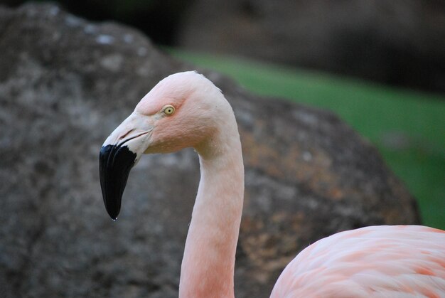 Black bird beak on a Chilean flamingo bird.