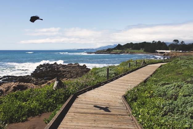 Foto gratuita uccello nero che sorvola l'oceano vicino ad una via di legno durante il giorno