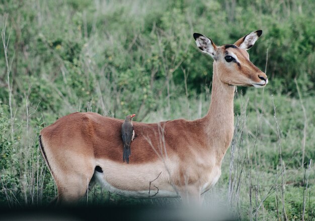 Black bird sitting on a beautiful young deer in the bushes