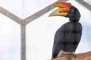無料写真 珍しいくちばしマレーカラオと黒い鳥
