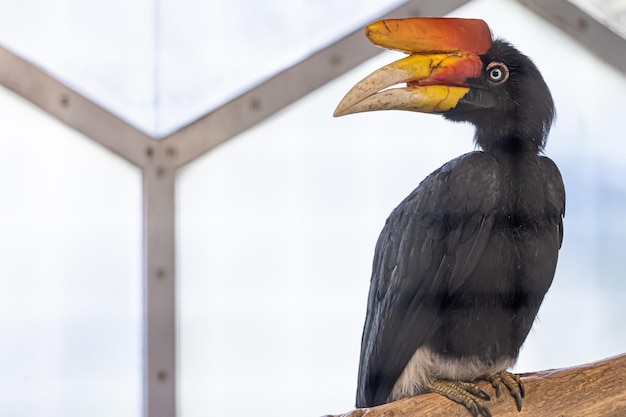Черная птица с необычным клювом малайского калао