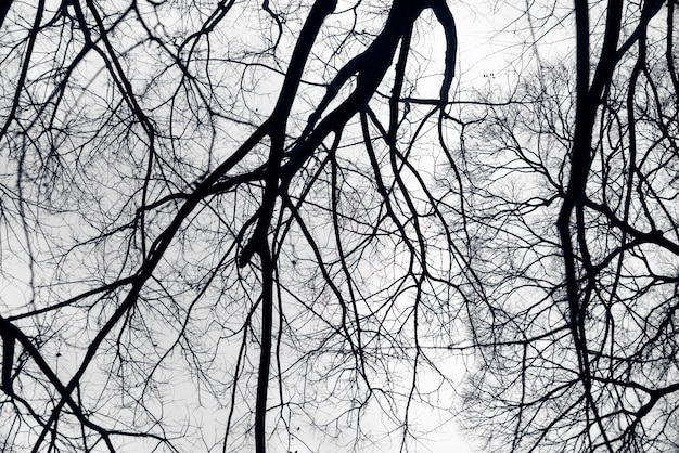 Free photo black branches