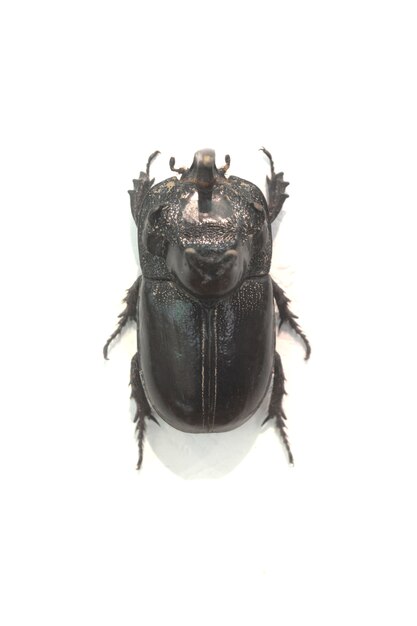 Black broad-brimmed beetle