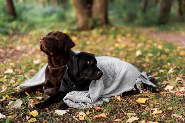 Black and brown labrador lying on grass with white scarf