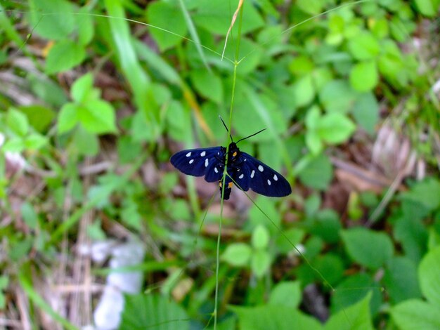 푸른 잔디와 식물 위에 검은 나비