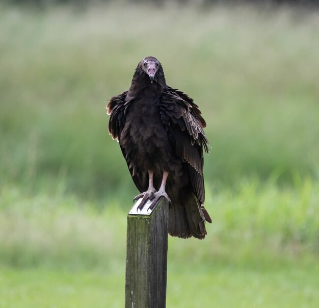 Black buzzard standing on a wooden fence surrounded by greenery