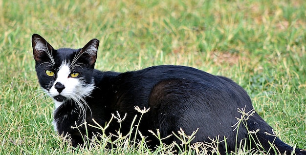 日光の下で緑に覆われたフィールドに敷設黒い猫