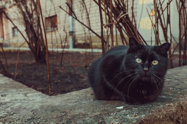 建物や木の隣に屋外に座っている黒猫