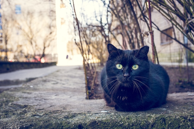Black cat sitting outdoors next to a building and trees