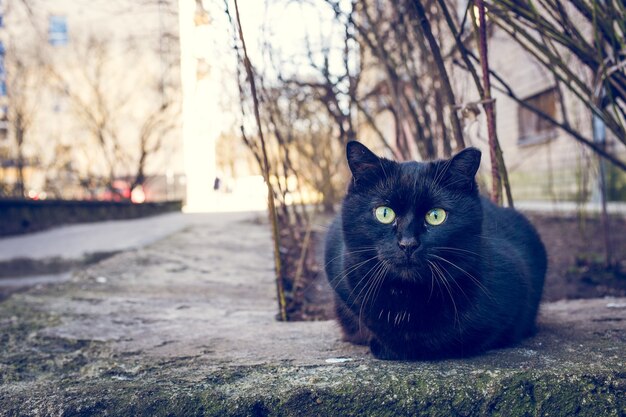 건물과 나무 옆에 야외에서 앉아 검은 고양이