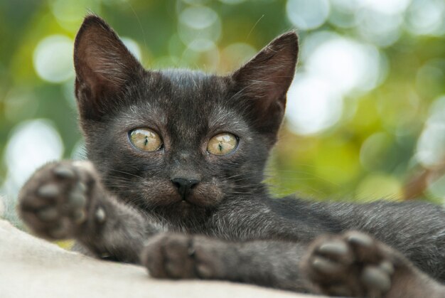 Gatto nero con sfondo fuori fuoco