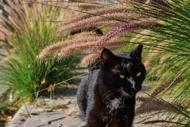 Free photo black cat with a white collar outdoors in a green backyard walks along the pavement closeup selective focus