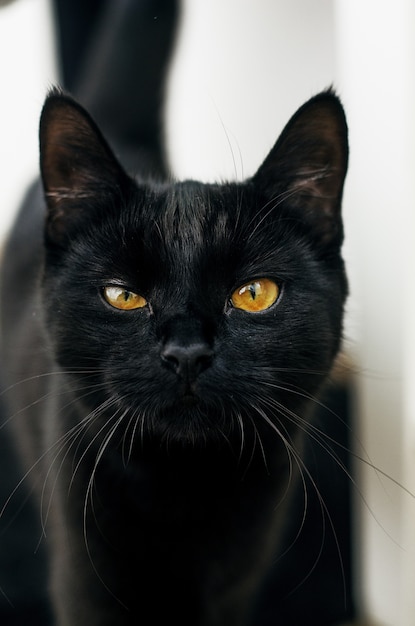 черная кошка с желтыми глазами смотрит в камеру с размытым