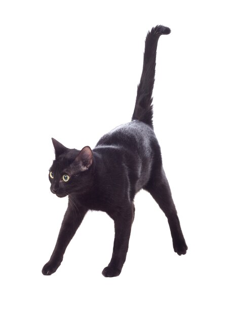 明るい黄色の目を持つ豪華なふわふわ黒猫 プレミアム写真