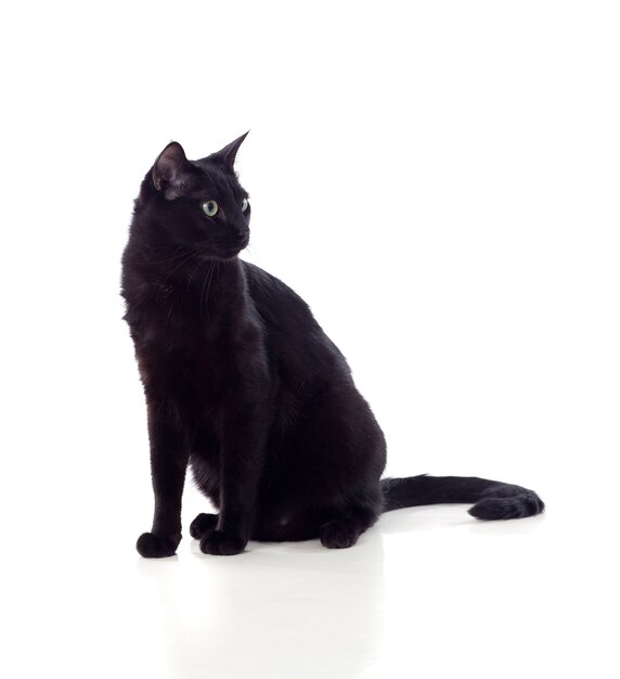 明るい黄色の目を持つ豪華なふわふわ黒猫 プレミアム写真