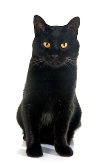 黒​猫