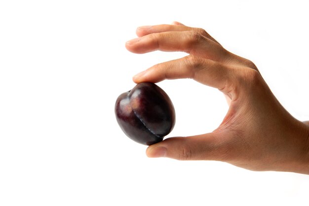 Black cherry plum in the hand taken from stem