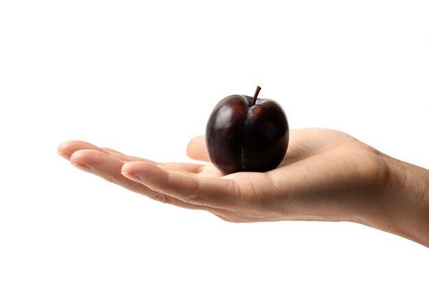 Black cherry plum in the hand