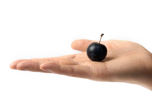 A black cherry plum in the hand