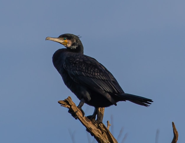 Black cormorant perched on a branch on a blue