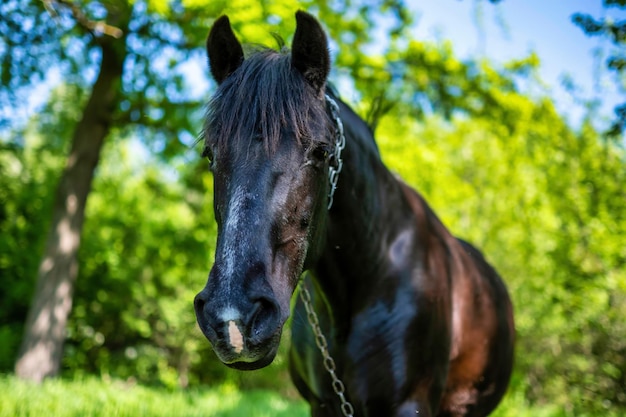 Foto gratuita cavallo di campagna nero che posa per la macchina fotografica nel prato verde