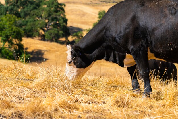 Black cow with white head pasturing in dry grassland - perfect for space