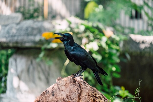 black crow on log