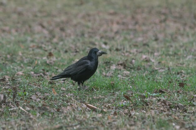 Black crow standing on the ground full of grass and leaves