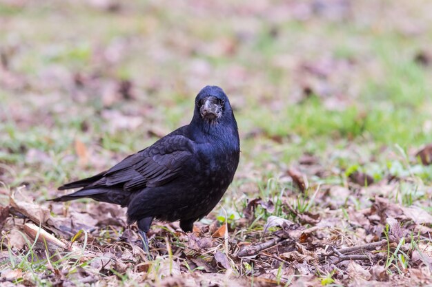 Black crow standing on the ground full of grass and leaves