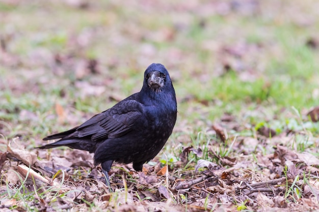 Черная ворона стоит на земле, полной травы и листьев