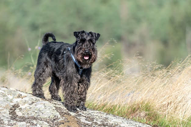 Black cute miniature schnauzer in a park