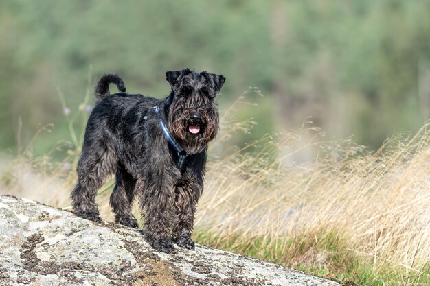 Black cute miniature schnauzer in a park