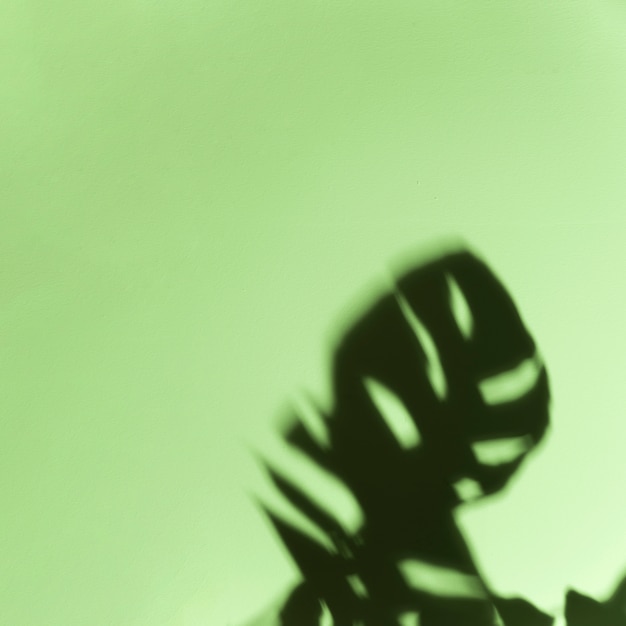 Черные темные листья монстера на мятно-зеленом фоне