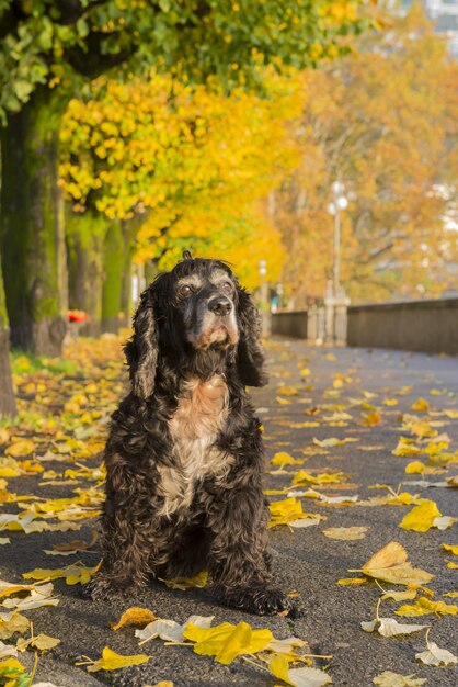 black dog on colorful autumn park