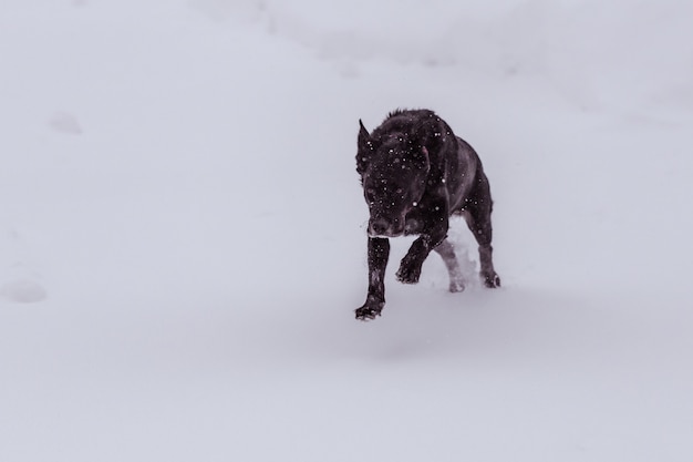 雪の地域で猛烈に走っている雪片で覆われた黒い犬