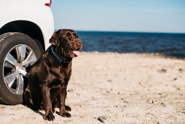 Cane nero divertendosi in spiaggia