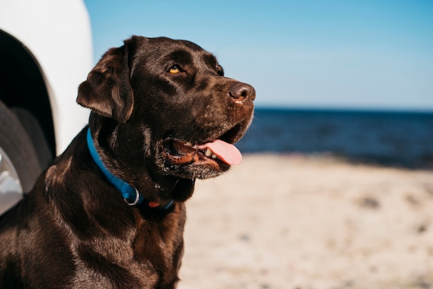 Черная собака с удовольствием на пляже
