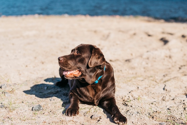 Черная собака с удовольствием на пляже